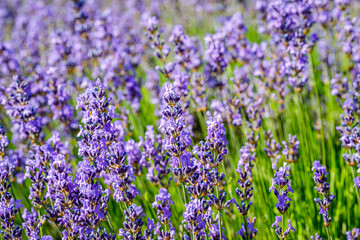 Many honeybee in lavender field. Summer landscape with blue lavender flowers.