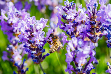 Many honeybee in lavender field. Summer landscape with blue lavender flowers.