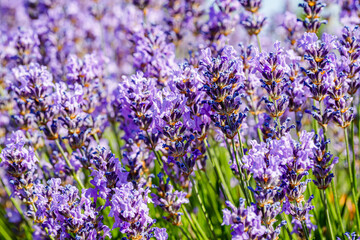 Many honeybee in lavender field. Summer landscape with blue lavender flowers.