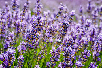 Fototapeta premium Many honeybee in lavender field. Summer landscape with blue lavender flowers.