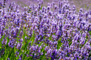 Fototapeta premium Many honeybee in lavender field. Summer landscape with blue lavender flowers.