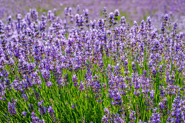 Fototapeta premium Many honeybee in lavender field. Summer landscape with blue lavender flowers.