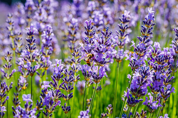 Many honeybee in lavender field. Summer landscape with blue lavender flowers.