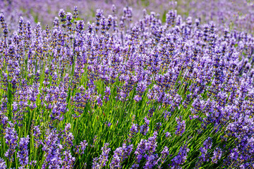 Obraz premium Many honeybee in lavender field. Summer landscape with blue lavender flowers.