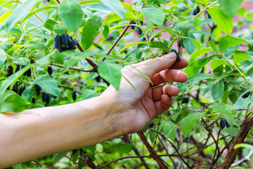 female hand collects honeyberry. woman collects tasty healthy blue berry from a bush selective focus - obrazy, fototapety, plakaty