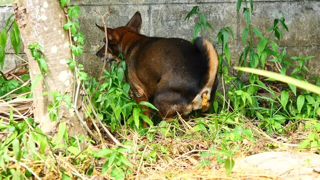 Dark brown dog pooping on dirt land with gray wall in background, Character and gesture while pet poop or defecate, Feces is pushed out of the body