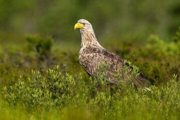 White-tailed eagle in the bog landscape at summer, forest in the background