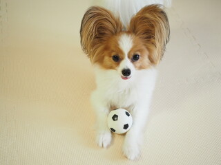 ボールで遊ぶ犬、可愛いパピヨン