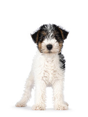 Sweet Fox Terrier dog pup, standing facing front. Looking straight towards camera. Isolated on a white background.. Looking straight towards camera. Isolated on a white background.