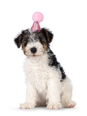 Sweet Fox Terrier dog pup, sitting sitting and wearing pink glitter birthday hat. Looking straight...