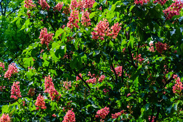 Red horse chestnut (Aesculus carnea) blossoming at spring