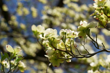 青空を背景に花水木の白い花が咲く