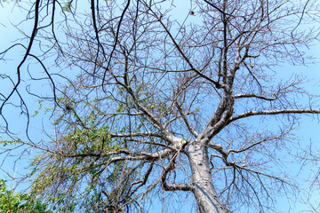 African baobab tree (adansonia digitata) against the sky