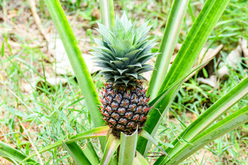Pineapple plant with fruit at the plantation. Agricultural concept. Tropical fruit