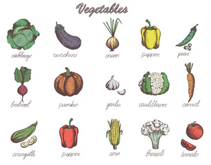 Sketch vegetables set garden vegetable collection pumpkin tomato carrot cabbage zucchini. Hand drawn collection