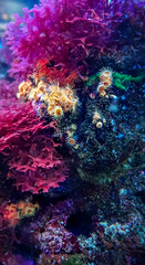 Obraz na płótnie Canvas Beautiful close-up picture of colorful coral reef and many plant species in the underwater wildlife of the ocean.