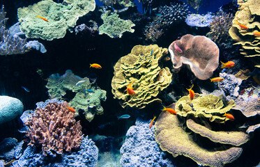 Underwater picture with the beautiful colors and shapes of the corals. Underwater life landscape...