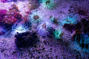 The wonderful colorful species of corals and fluorescent plants that shine in the sunlight on the sand of the ocean deep. - obrazy, fototapety, plakaty
