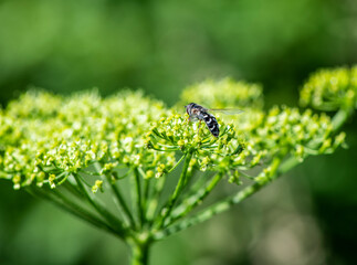 summer forest insects collect nectar on flowers in the morning
