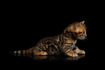 Bengal Kitten with gold Fur on isolated Black Background side view