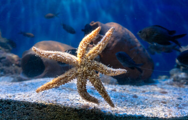 Starfish attached to the glass of the aquarium and behind it a beautiful aquatic background with fish and decorations made of old broken pots. - obrazy, fototapety, plakaty