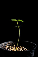 cannabis sprouts in plastic pots on black background