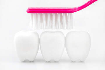 tooth model and toothbrush on white background