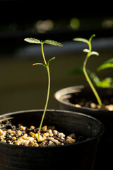 Cannabis sprouts in black plastic pots
