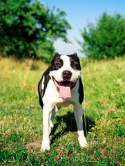 A dog of the American Staffordshire terrier breed. A joyful dog stands on a background of blurred green grass. The summer photo was taken outside the city