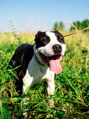 A dog of the American Staffordshire terrier breed. A joyful dog stands on a background of blurred green grass. The summer photo was taken outside the city