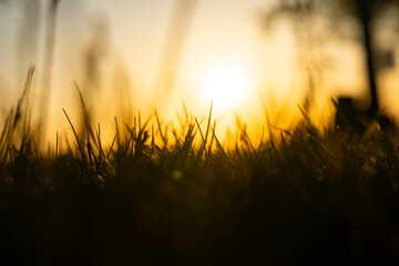 Silhouette of defocused grass at sunset. Nature or environment background photo