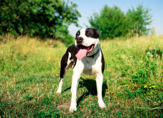 A dog of the American Staffordshire terrier breed. A joyful dog stands on a background of blurred green grass. The summer photo was taken outside the city