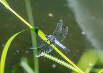 beautiful bright river dragonfly sits on a green plant stem