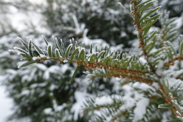 Naklejka na ściany i meble Leaves of common yew covered with hoar frost and snow in mid January