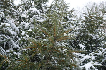 Male cones on branch of common yew covered with hoar frost and snow in mid January