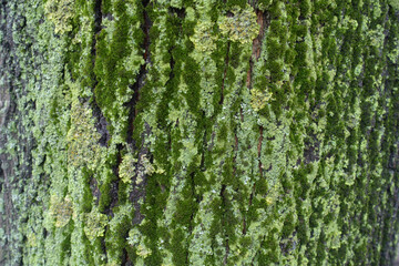 Tree bark covered with moss and multicolored lichen