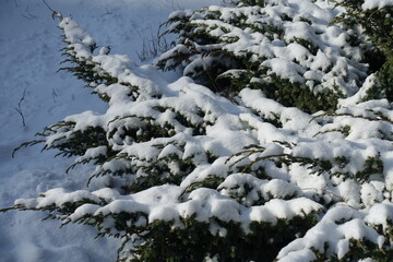 Shrub of juniper covered with snow in mid February
