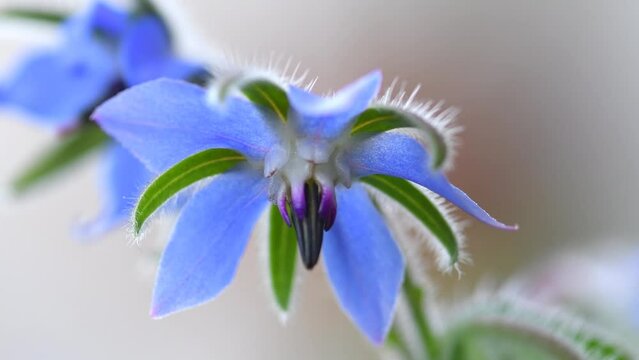 Borage, flower of the spice and medicinal plant 