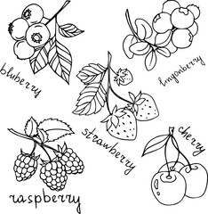 Drawn berries by hand. Vector. A set of berries drawn in ink. Sketching summer berries. Strawberry. Blueberry. Cherry. Summer. Jam. Logo. Berry.