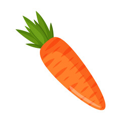 Vector illustration of an orange carrot. Vegetables and raw food.