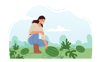 Woman Farmer Working on Watermelon Plantation Harvesting Ripe Fruits on Garden Bed. Gardener Picking Ripe Plants