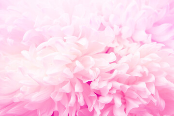 image of macro flower background