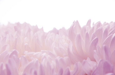 image of macro flower background