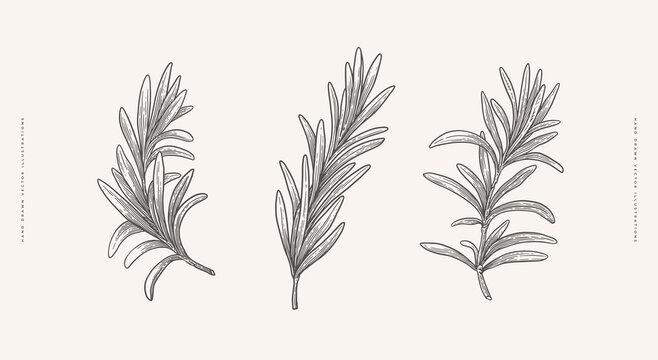 Set of rosemary branches. Hand-drawn spicy herbs for cooking. The concept of organic food. Vector illustration on a light isolated background.