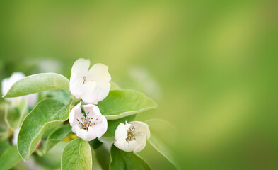 Floral border of green leaves and white flowers. Spring blossom.