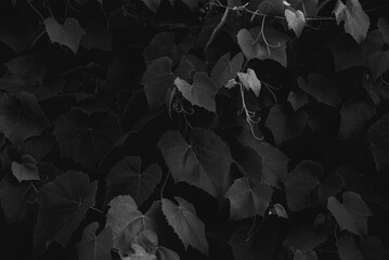 Dark black and white leaves background.