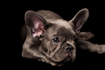Adorable gray French bulldog puppy on a black background
