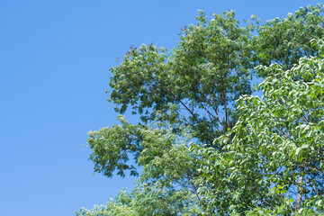 Obraz premium fresh green leaves sky background