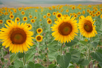 Sunflowers in Moldova