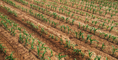 Aerial view of corn maize crop sprouts in cultivated agricultural field, drone pov. Agriculture and...